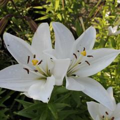 Lilie 'Oriental Mont Blanc' - Lilium 'Oriental Mont Blanc'