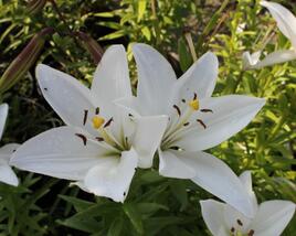 Lilie 'Oriental Mont Blanc'