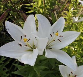 Lilie 'Oriental Mont Blanc' - Lilium 'Oriental Mont Blanc'