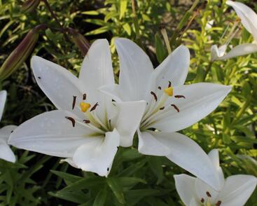 Lilie 'Oriental Mont Blanc'