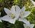Lilie 'Oriental Mont Blanc'