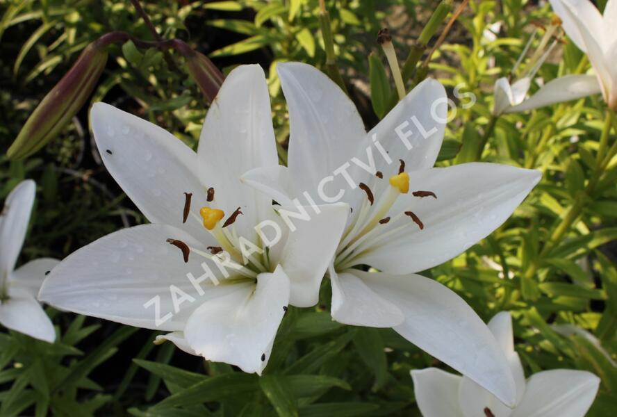 Lilie 'Oriental Mont Blanc' - Lilium 'Oriental Mont Blanc'