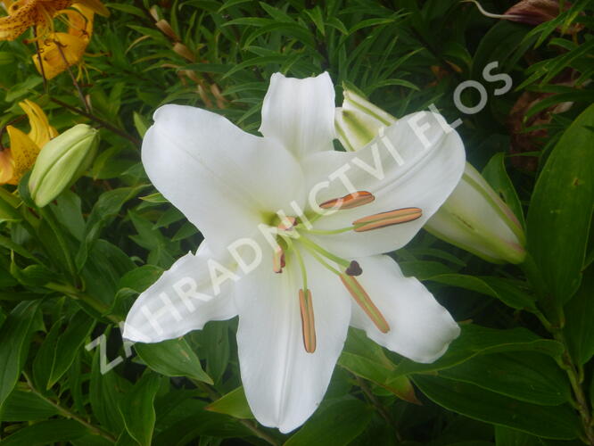 Lilie 'Oriental White' - Lilium 'Oriental White'