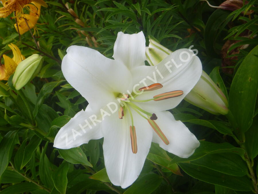 Lilie 'Oriental White' - Lilium 'Oriental White'