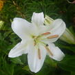Lilie 'Oriental White' - Lilium 'Oriental White'