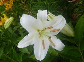 Lilie 'Oriental White' - Lilium 'Oriental White'
