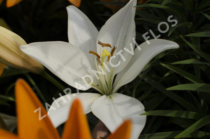 Lilie 'Oriental White' - Lilium 'Oriental White'