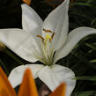 Lilie 'Oriental White' - Lilium 'Oriental White'