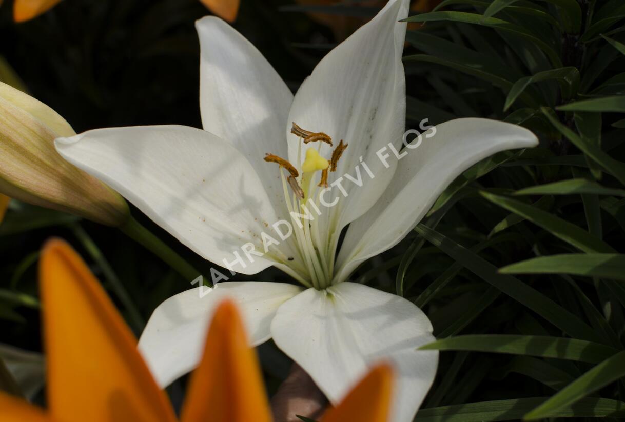 Lilie 'Oriental White' - Lilium 'Oriental White'