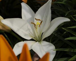 Lilie 'Oriental White'