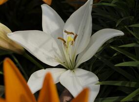 Lilie 'Oriental White' - Lilium 'Oriental White'
