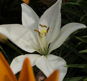Lilie 'Oriental White' - Lilium 'Oriental White'