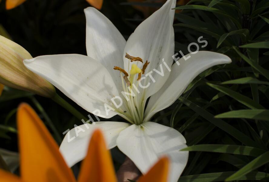 Lilie 'Oriental White' - Lilium 'Oriental White'