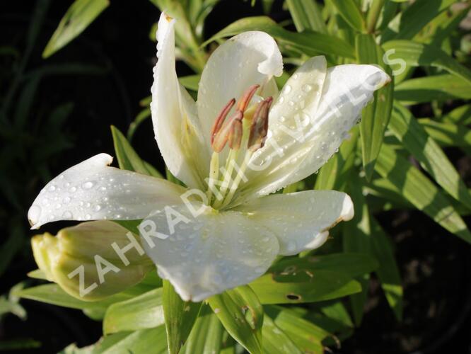 Lilie 'Geneve' - Lilium 'Geneve'