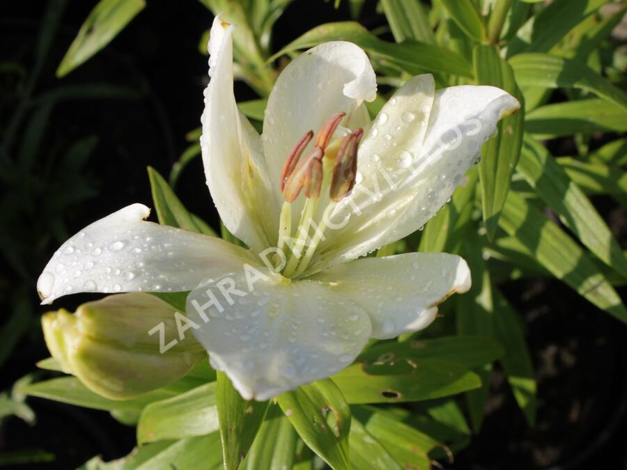 Lilie 'Geneve' - Lilium 'Geneve'