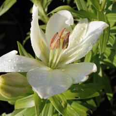 Lilie 'Geneve' - Lilium 'Geneve'