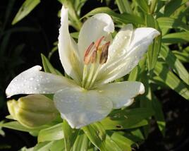Lilie 'Geneve'
