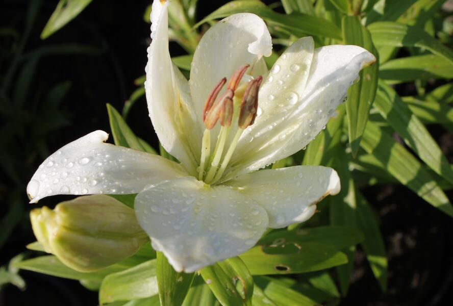 Lilie 'Geneve' - Lilium 'Geneve'