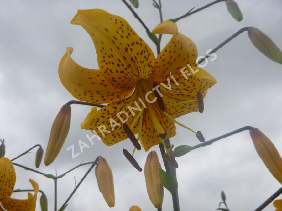 Lilie 'Asiatic Yellow Star' - Lilium 'Asiatic Yellow Star'