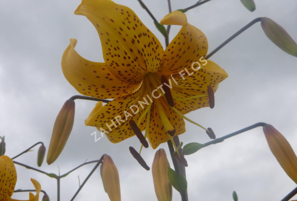 Lilie 'Asiatic Yellow Star' - Lilium 'Asiatic Yellow Star'
