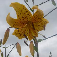 Lilie 'Asiatic Yellow Star' - Lilium 'Asiatic Yellow Star'