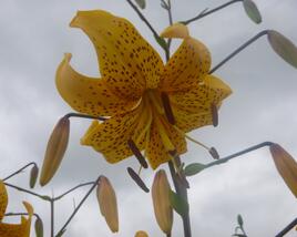 Lilie 'Asiatic Yellow Star'