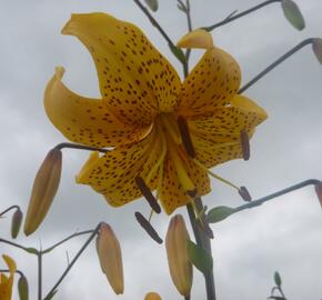 Lilie 'Asiatic Yellow Star' - Lilium 'Asiatic Yellow Star'