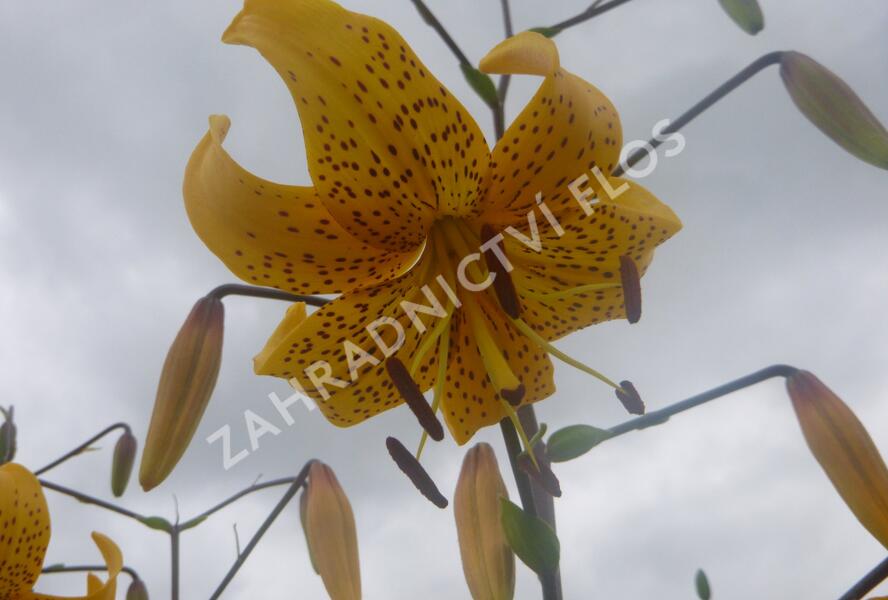 Lilie 'Asiatic Yellow Star' - Lilium 'Asiatic Yellow Star'