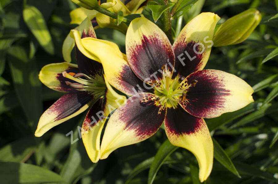 Lilie 'Asiatic Grand Cru' - Lilium 'Asiatic Grand Cru'