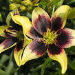 Lilie 'Asiatic Grand Cru' - Lilium 'Asiatic Grand Cru'