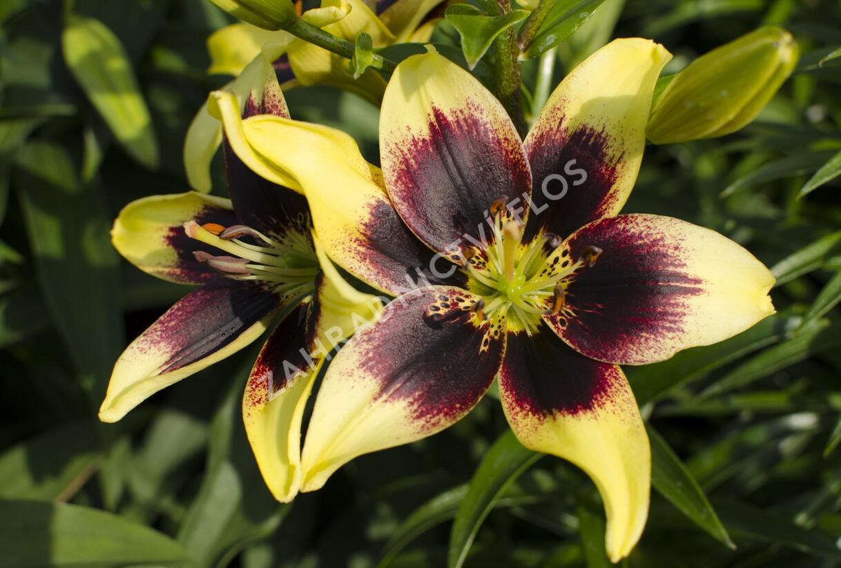 Lilie 'Asiatic Grand Cru' - Lilium 'Asiatic Grand Cru'