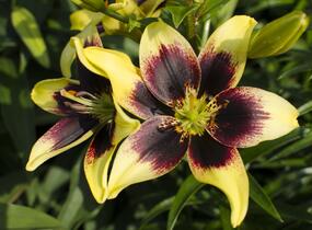 Lilie 'Asiatic Grand Cru' - Lilium 'Asiatic Grand Cru'