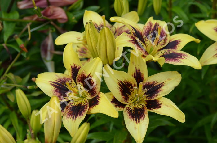 Lilie 'Asiatic Grand Cru' - Lilium 'Asiatic Grand Cru'