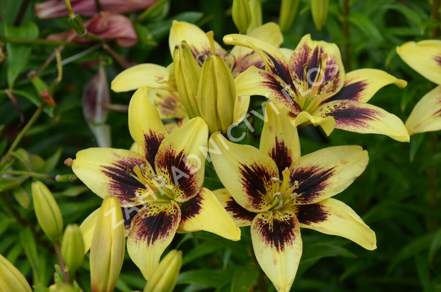 Lilie 'Asiatic Grand Cru' - Lilium 'Asiatic Grand Cru'