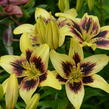 Lilie 'Asiatic Grand Cru' - Lilium 'Asiatic Grand Cru'