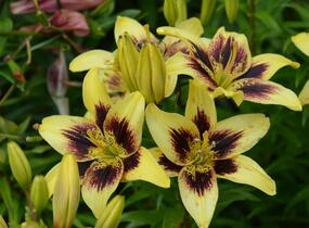 Lilie 'Asiatic Grand Cru' - Lilium 'Asiatic Grand Cru'