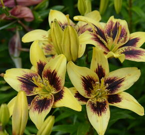 Lilie 'Asiatic Grand Cru' - Lilium 'Asiatic Grand Cru'