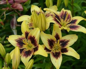 Lilie 'Asiatic Grand Cru'