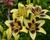 Lilie 'Asiatic Grand Cru'