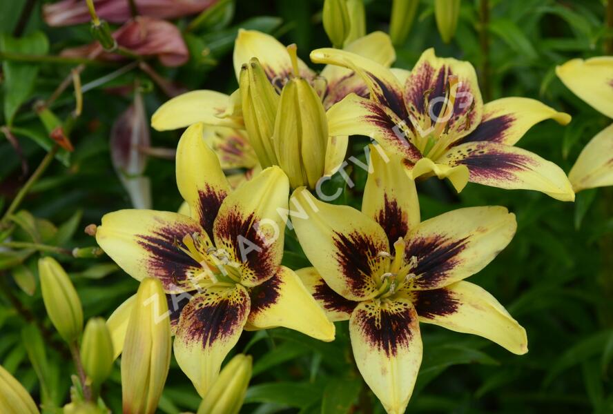 Lilie 'Asiatic Grand Cru' - Lilium 'Asiatic Grand Cru'
