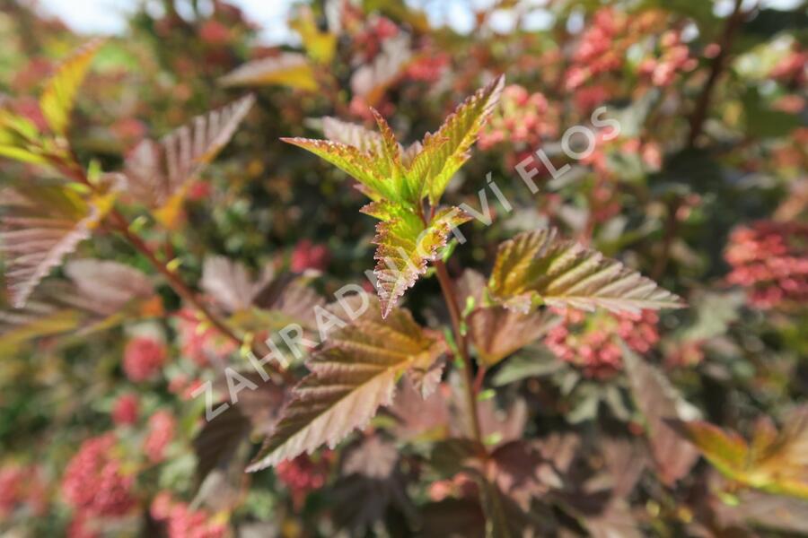 Tavola kalinolistá 'Diable d'Or' - Physocarpus opulifolius 'Diable d'Or'