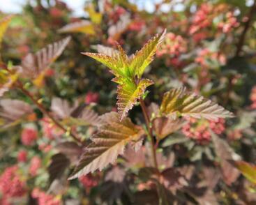 Tavola kalinolistá 'Diable d'Or'