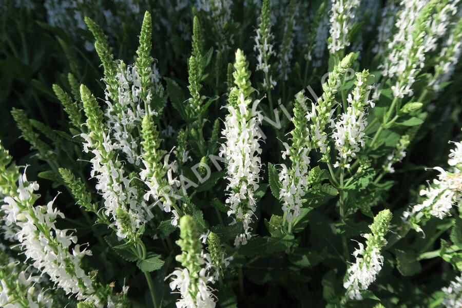 Šalvěj hajní 'Adrian' - Salvia nemorosa 'Adrian'