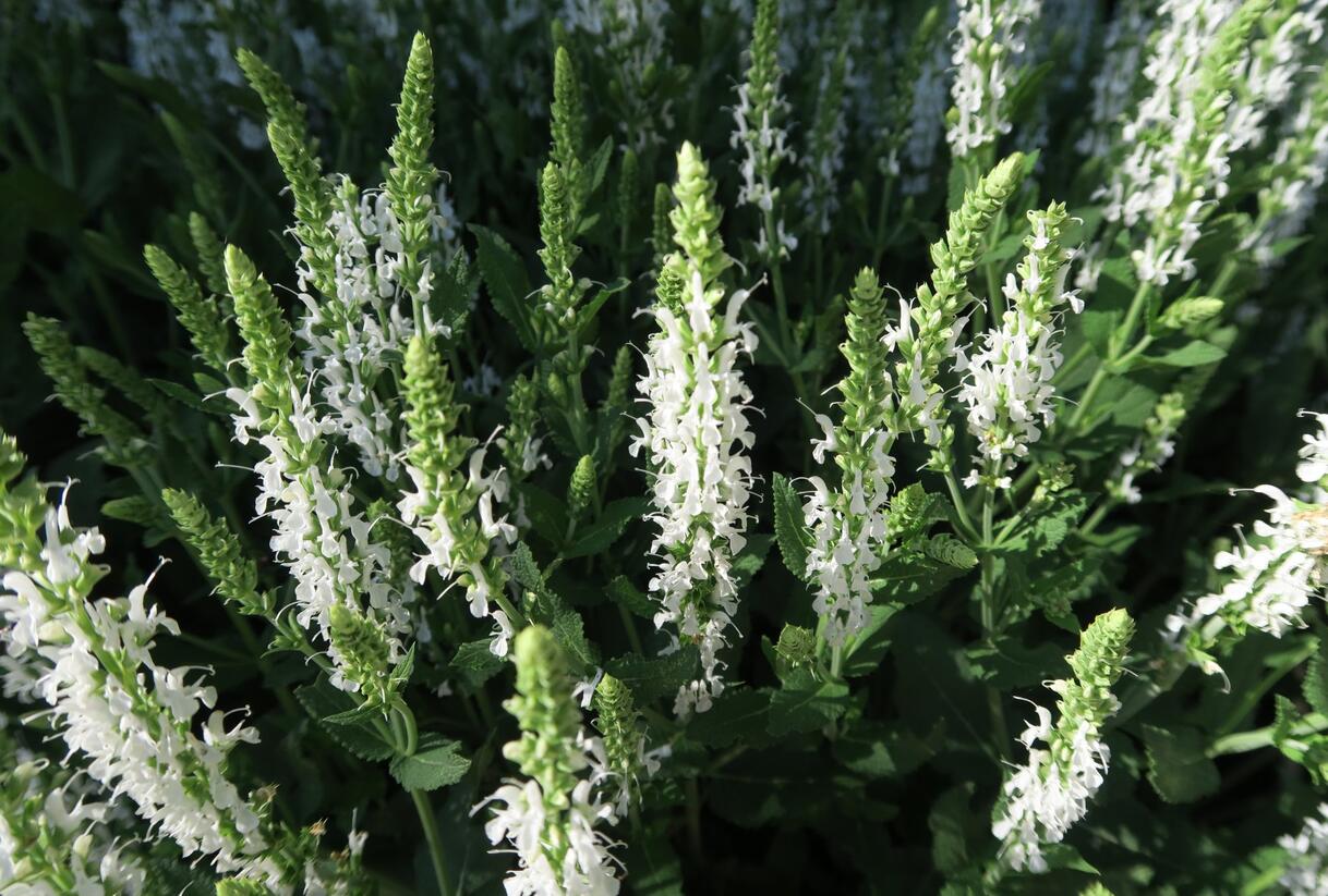 Šalvěj hajní 'Adrian' - Salvia nemorosa 'Adrian'