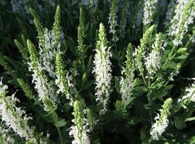 Šalvěj hajní 'Adrian' - Salvia nemorosa 'Adrian'