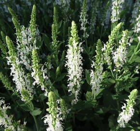 Šalvěj hajní 'Adrian' - Salvia nemorosa 'Adrian'