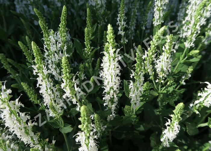 Šalvěj hajní 'Adrian' - Salvia nemorosa 'Adrian'