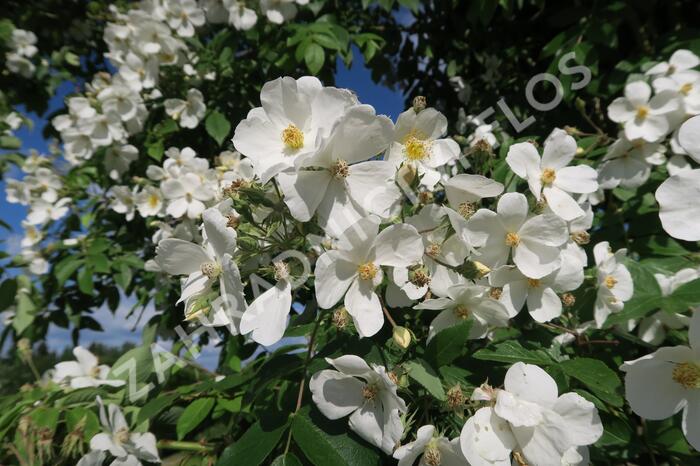 Růže pnoucí 'Kiftsgate' - Rosa PN filipes 'Kiftsgate'