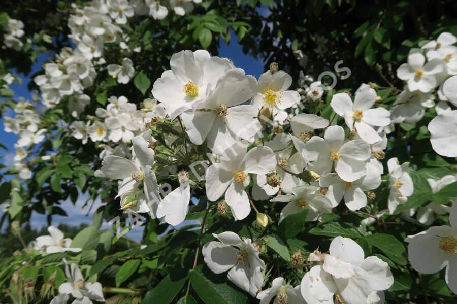 Růže pnoucí 'Kiftsgate' - Rosa PN filipes 'Kiftsgate'