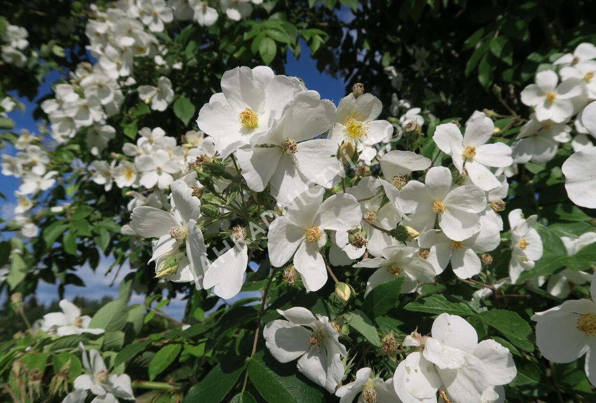 Růže pnoucí 'Kiftsgate' - Rosa PN filipes 'Kiftsgate'